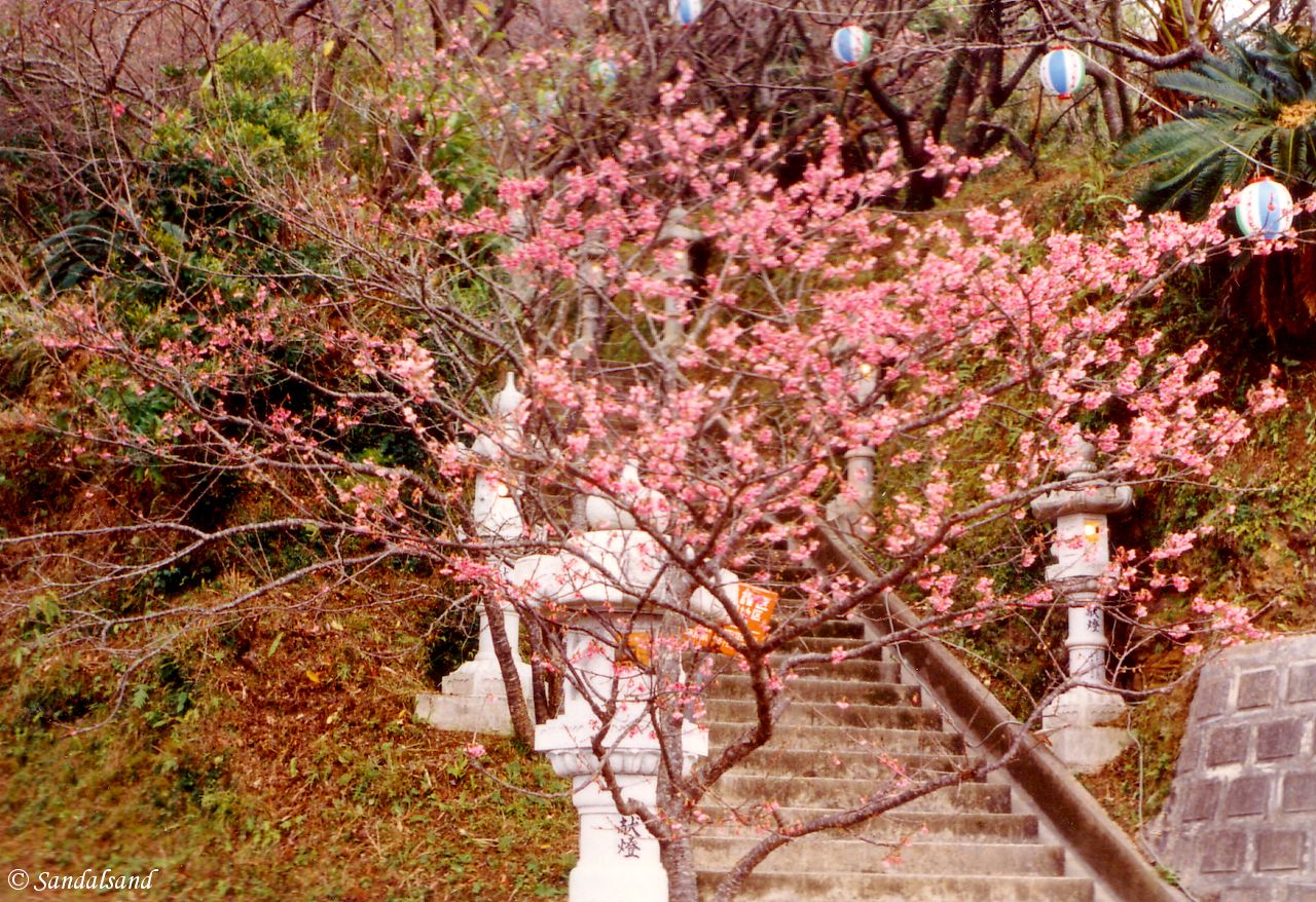 Cherry blossoms in Nago, Okinawa Japan - Okinawa - Nago