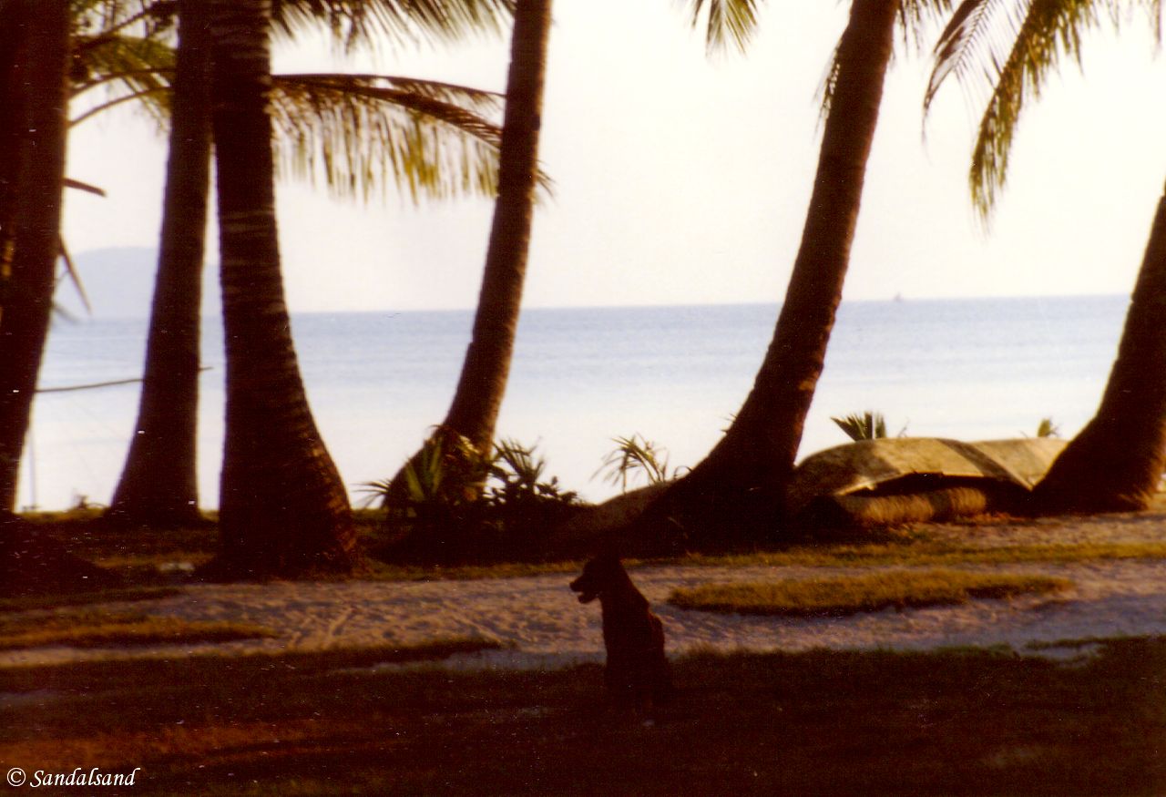 The Philippines - Boracay dog, palms and sea The Philippines - Boracay