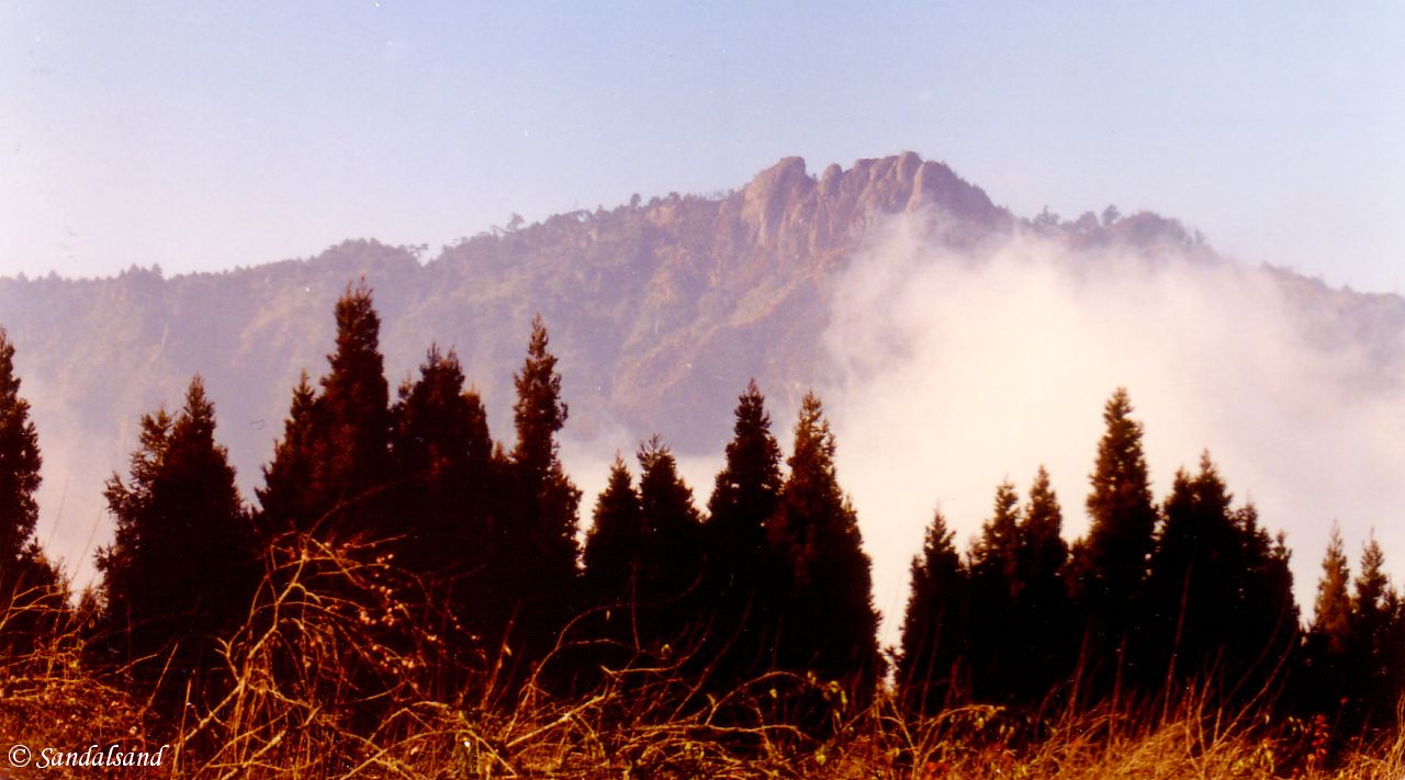 Alishan, Taiwan, 2500 metres above sea level Taiwan - Alishan
