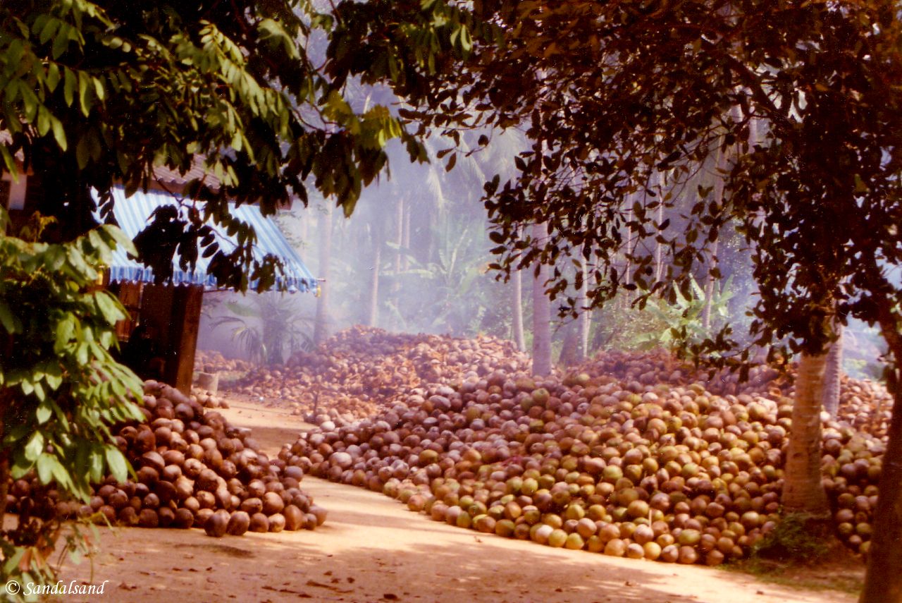 Thailand - Coconut plantation on Koh Samui Thailand - Koh Samui