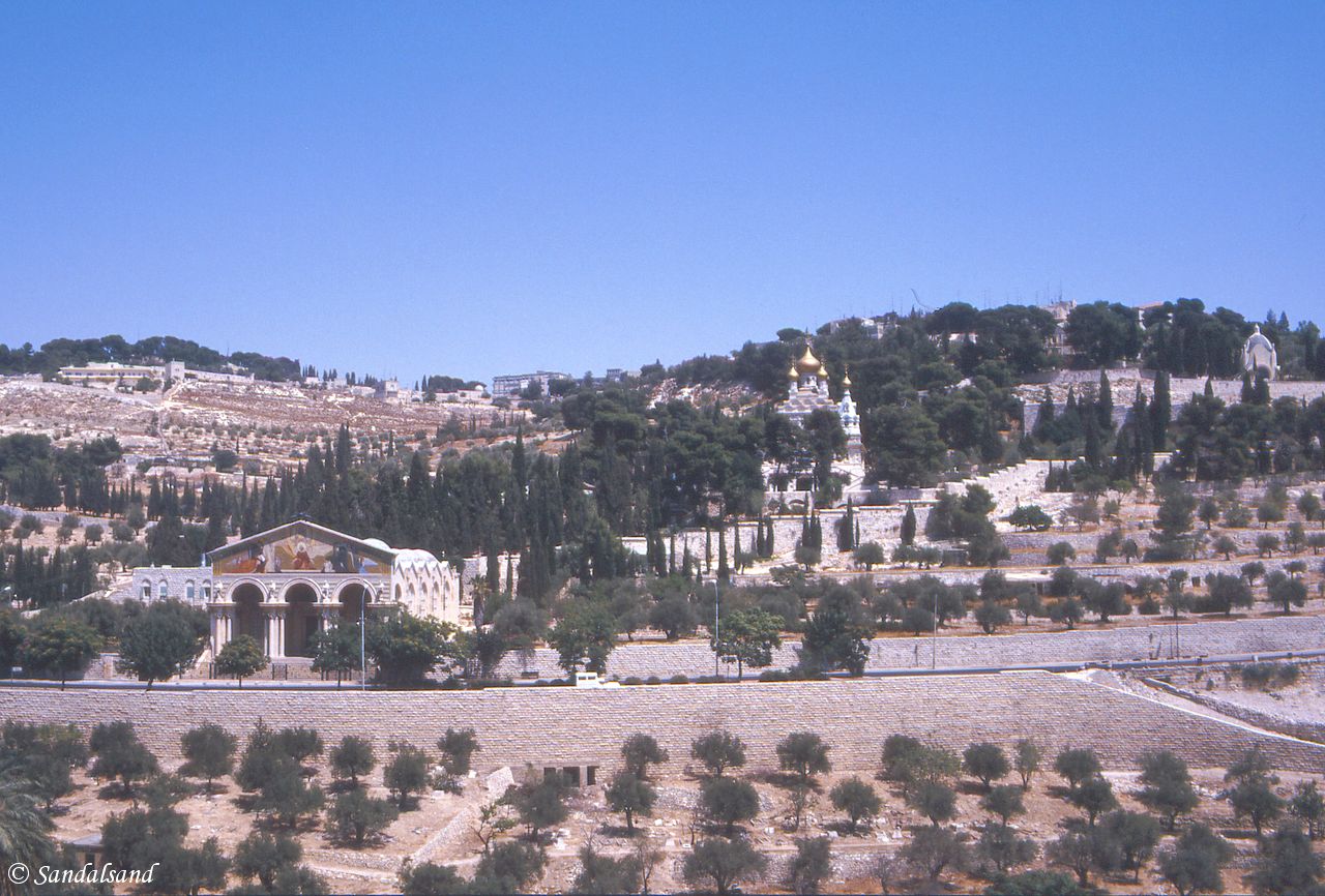 Israel / Palestine - Jerusalem Old Town - Garden of Gethsemane towards Mount of Olives Israel / Palestine - Jerusalem Old Town - Garden of Gethsemane towards Mount of Olives