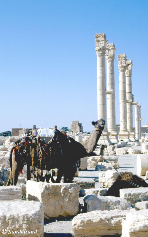 Syria - Palmyra - Towards the temple of Baal Syria - Palmyra - Towards the temple of Baal