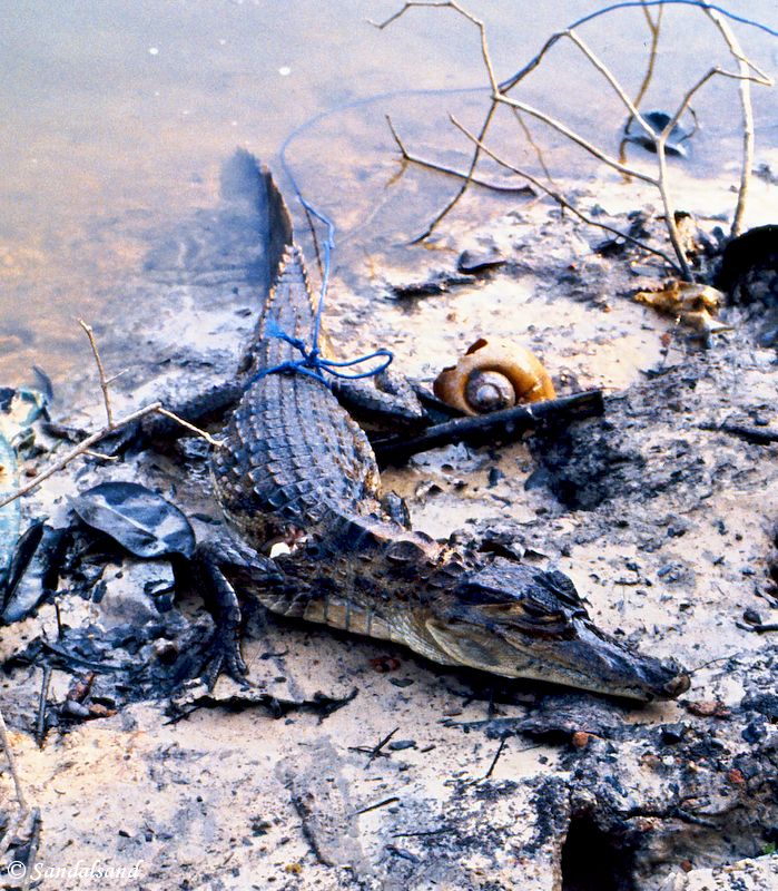 Brazil - Amazonas safari - Alligator Brazil - Amazonas safari - Alligator