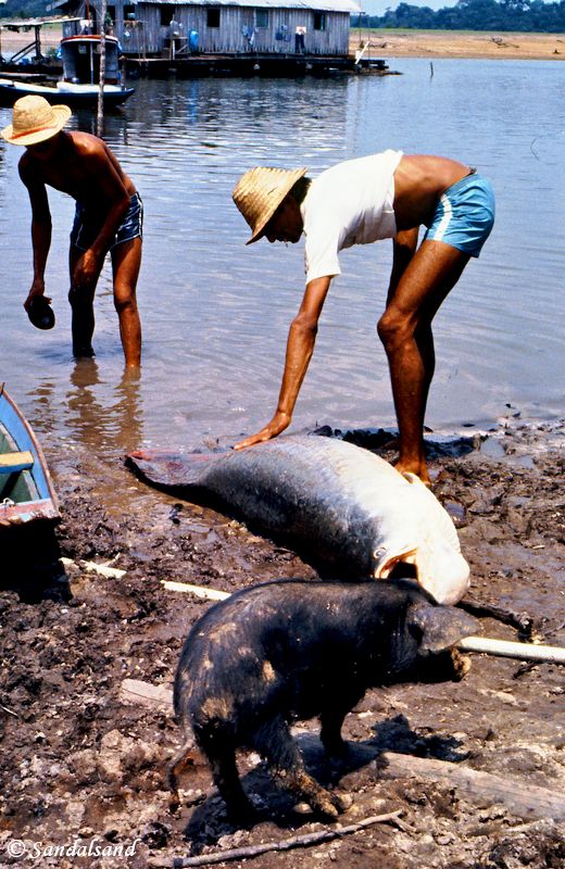 Brazil - Amazonas safari - Pirarucu fish Brazil - Amazonas safari - Pirarucu fish