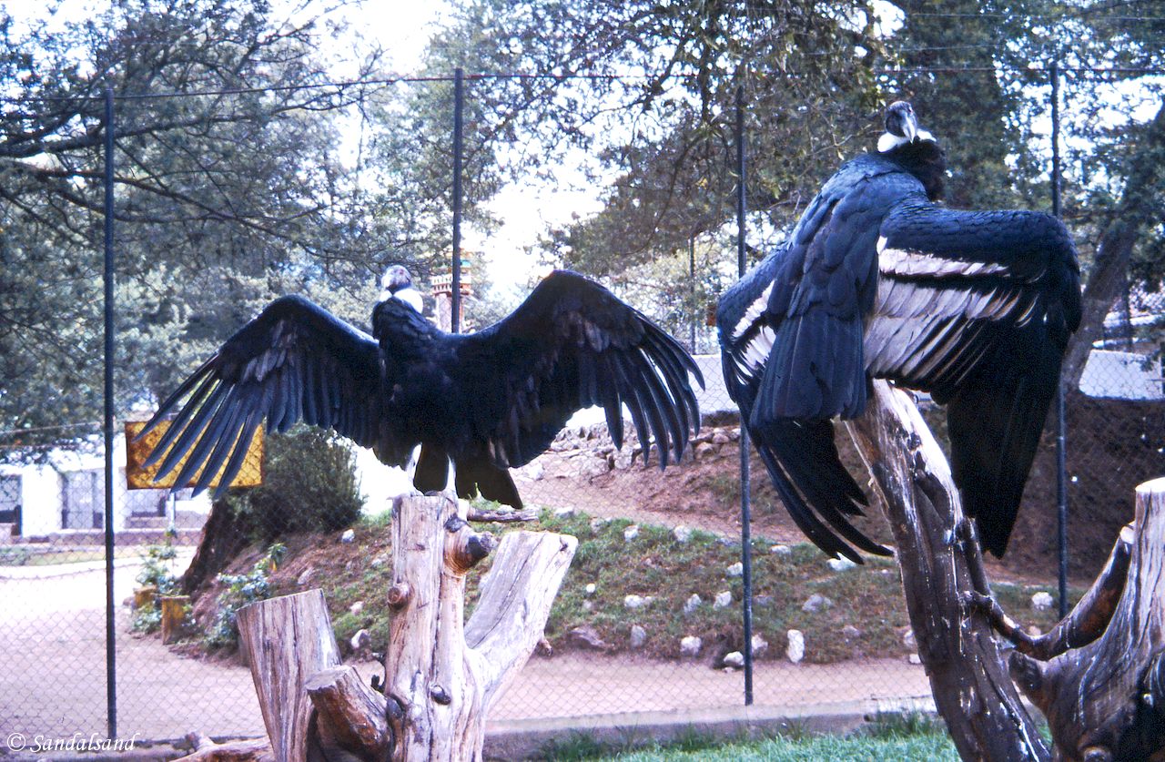 Ecuador - Condors in Quito Zoo Ecuador - Condors in Quito Zoo
