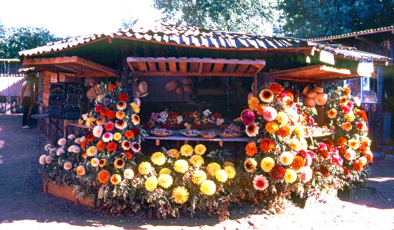 Chile - Pucon - Flowers made of wood Chile - Pucon - Flowers made of wood