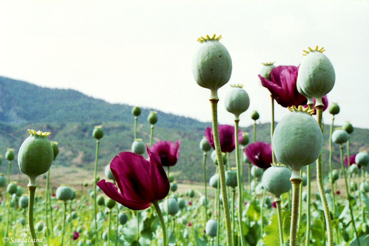 Turkey - Poppies Turkey - Poppies