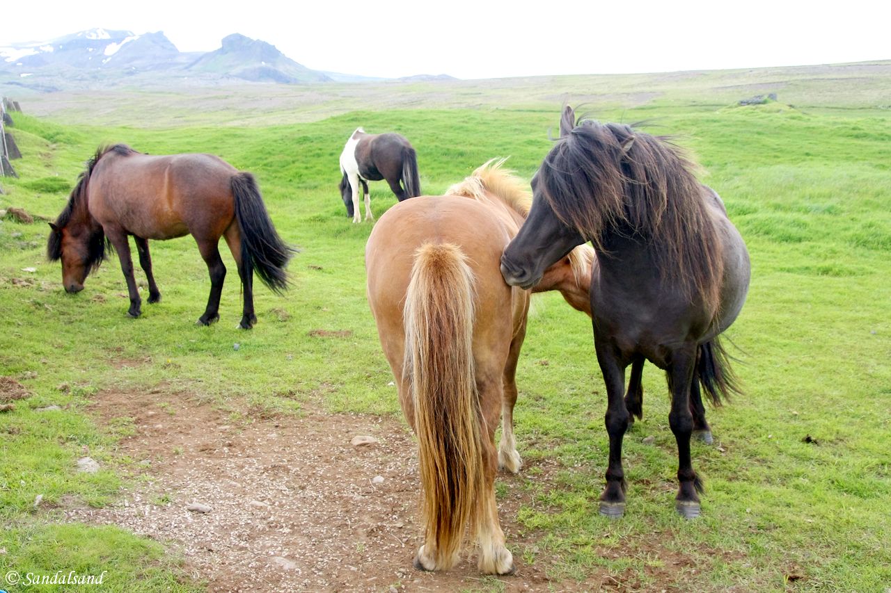 Iceland - Snæfellsnes - Ingjaldshólskirkja Iceland - Snæfellsnes - Ingjaldshólskirkja