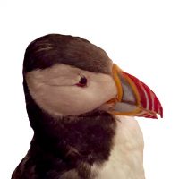 The seabird colonies at Røst
