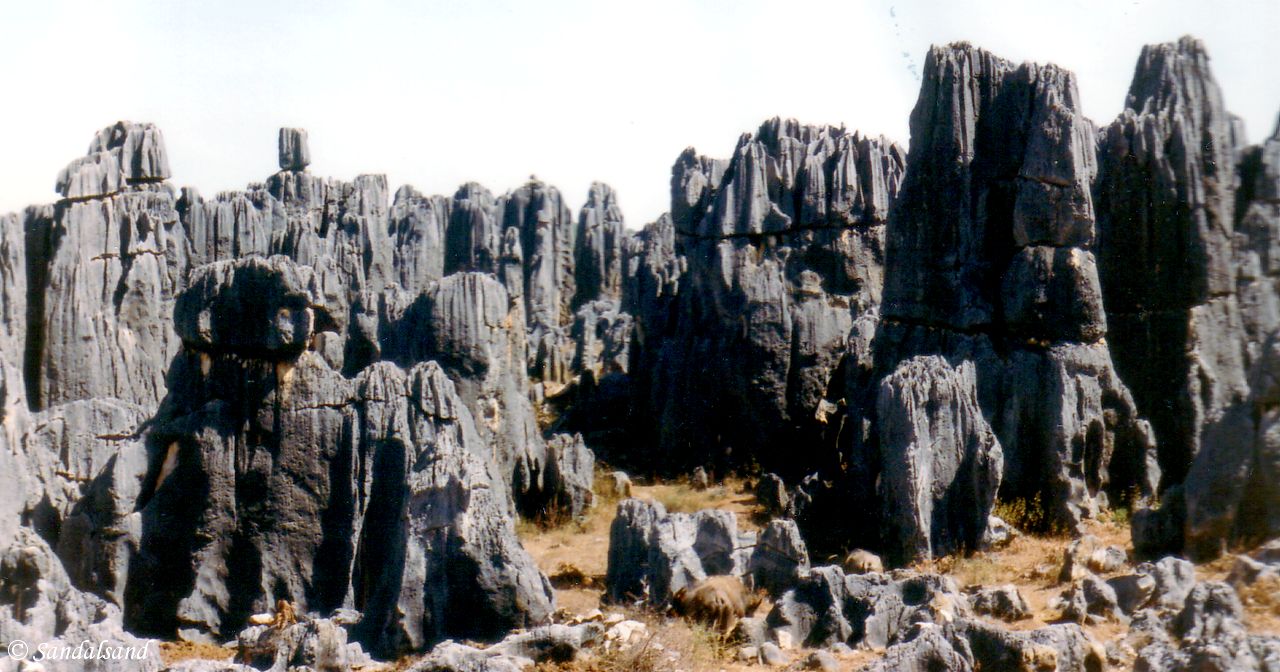 China - Kunming - Shilin Stone Forest - The stones tower ten metres up in the air.